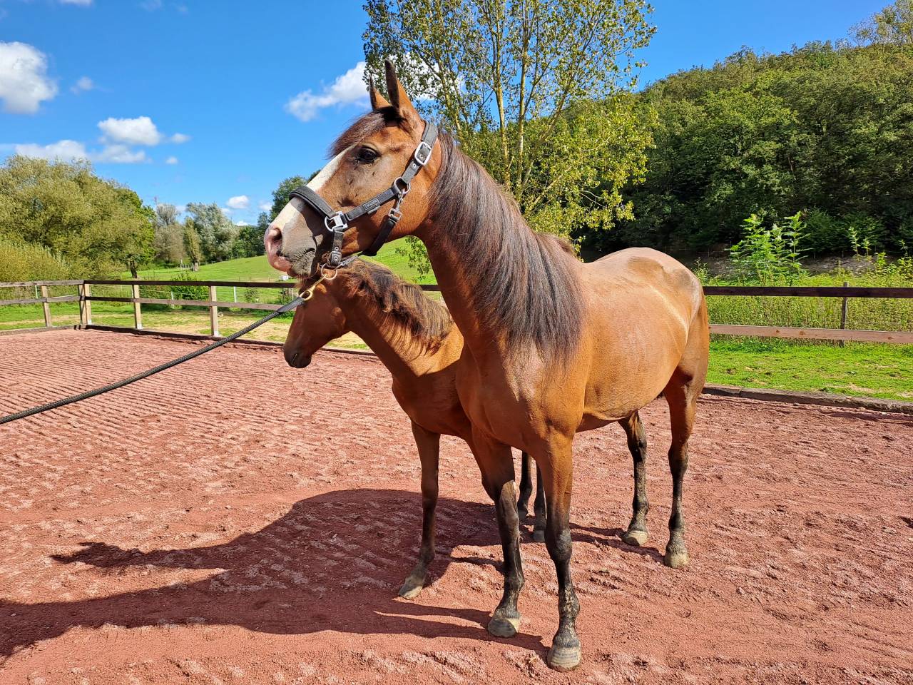 Yegua Lusitano En venta 2017 Bayo por SPARTACUS