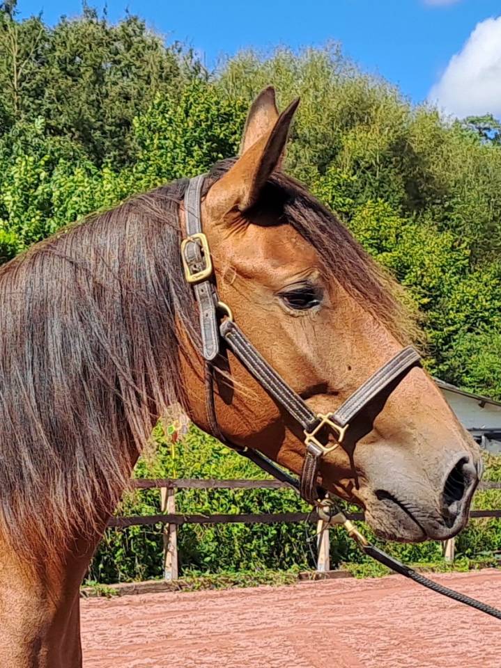 Yegua Lusitano En venta 2018 Bayo por SPARTACUS CSM