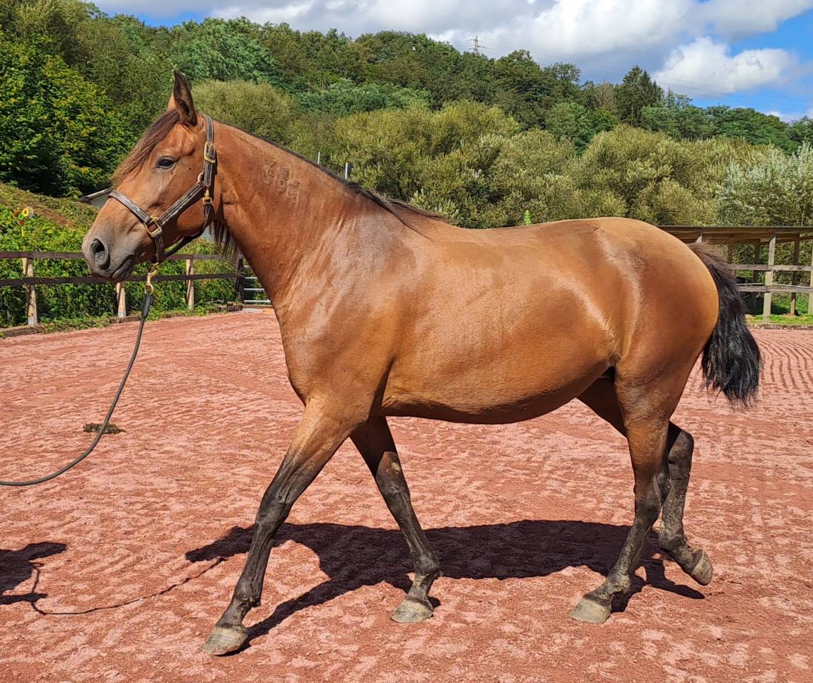 Yegua Lusitano En venta 2018 Bayo por SPARTACUS CSM