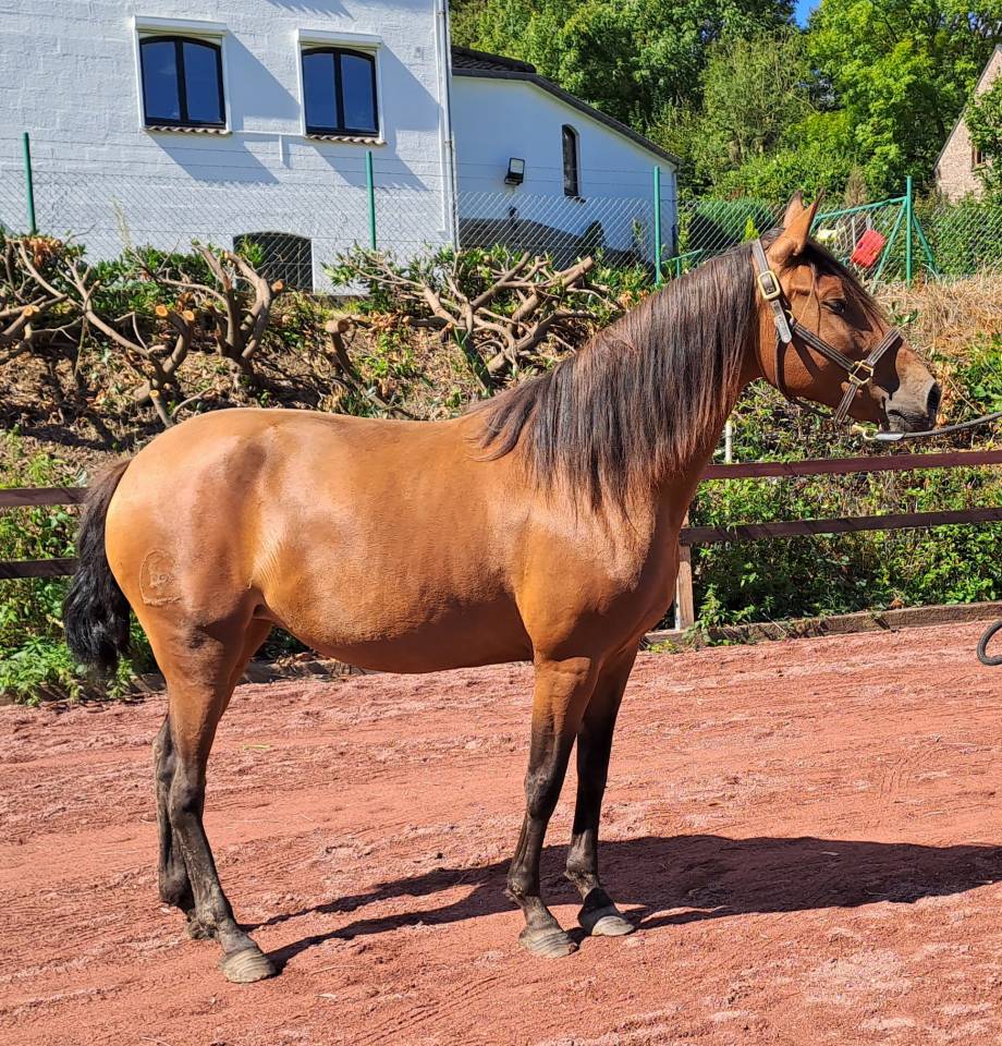 Yegua Lusitano En venta 2018 Bayo por SPARTACUS CSM