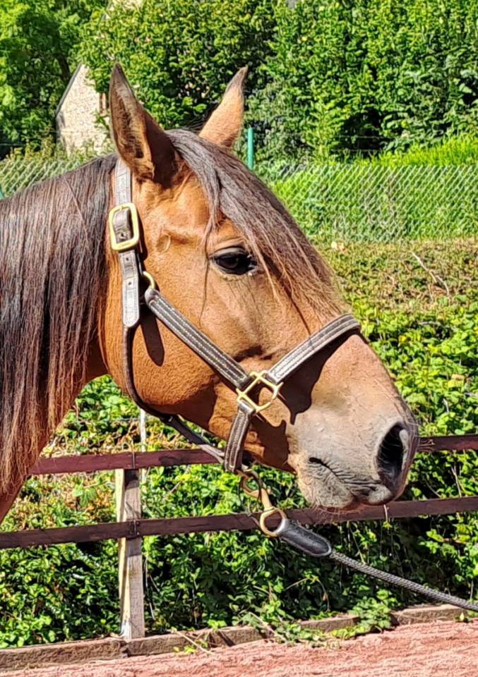 Yegua Lusitano En venta 2018 Bayo por SPARTACUS CSM