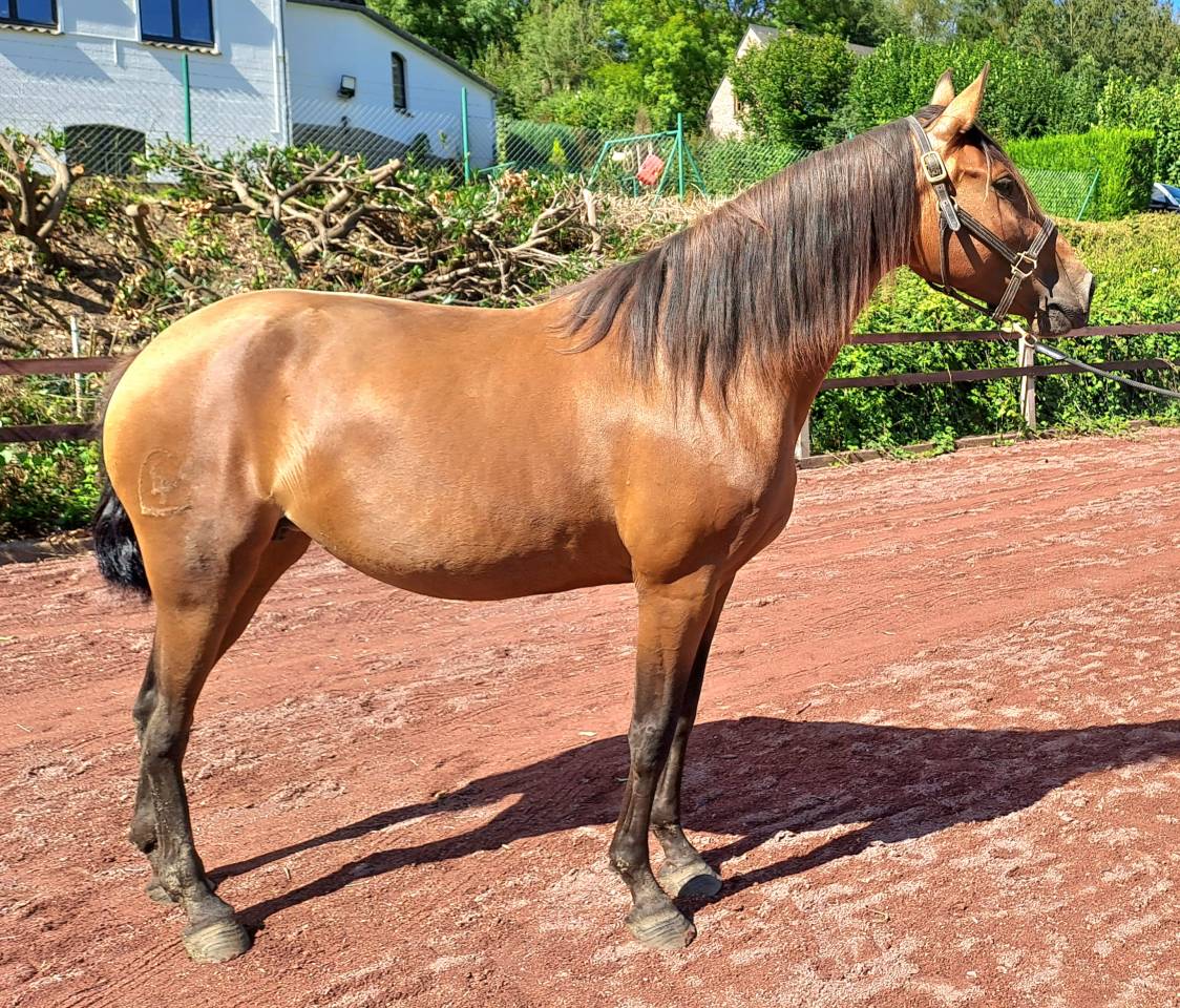 Yegua Lusitano En venta 2018 Bayo por SPARTACUS CSM
