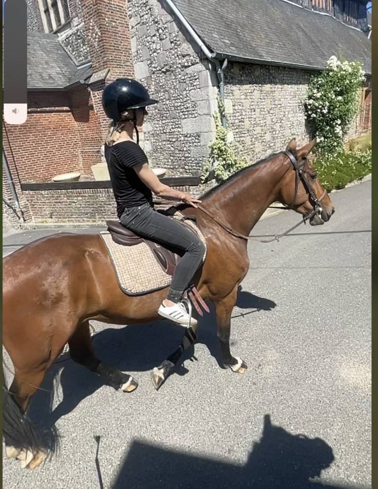 Caballo castrado Silla Franc&eacute;s En venta 2022 Bayo por BLACK JACK IXE