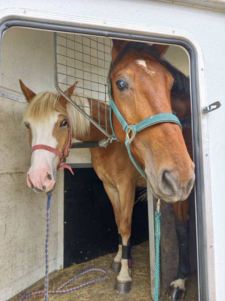 Caballo castrado Silla Franc&eacute;s En venta 2022 Bayo por BLACK JACK IXE