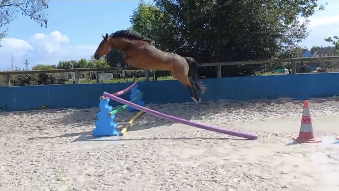 Caballo castrado Silla Franc&eacute;s En venta 2022 Bayo por BLACK JACK IXE