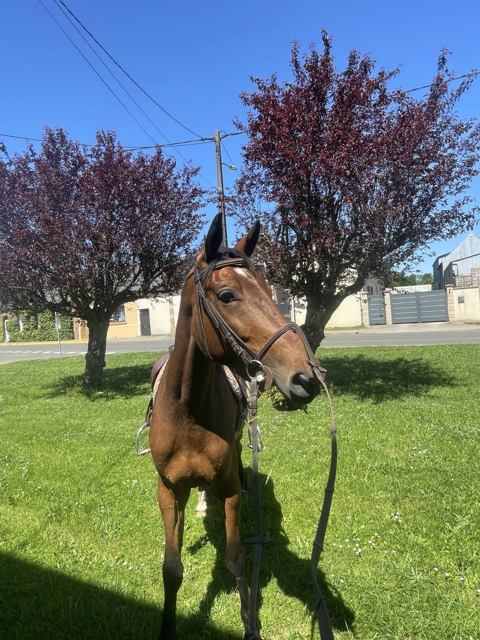 Caballo castrado Silla Franc&eacute;s En venta 2022 Bayo por BLACK JACK IXE