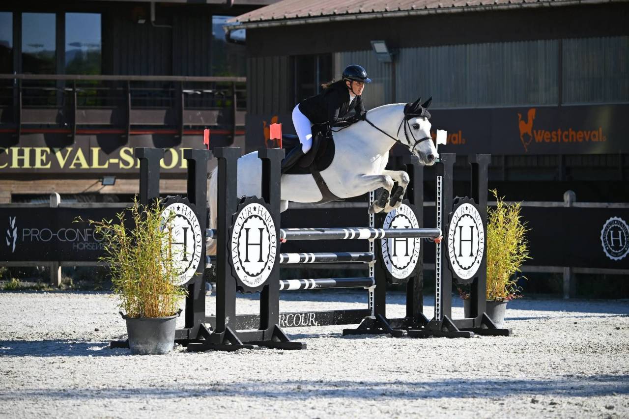 Caballo castrado Connemara En venta 2017 Tordo por DEXTER LEAM PONDI