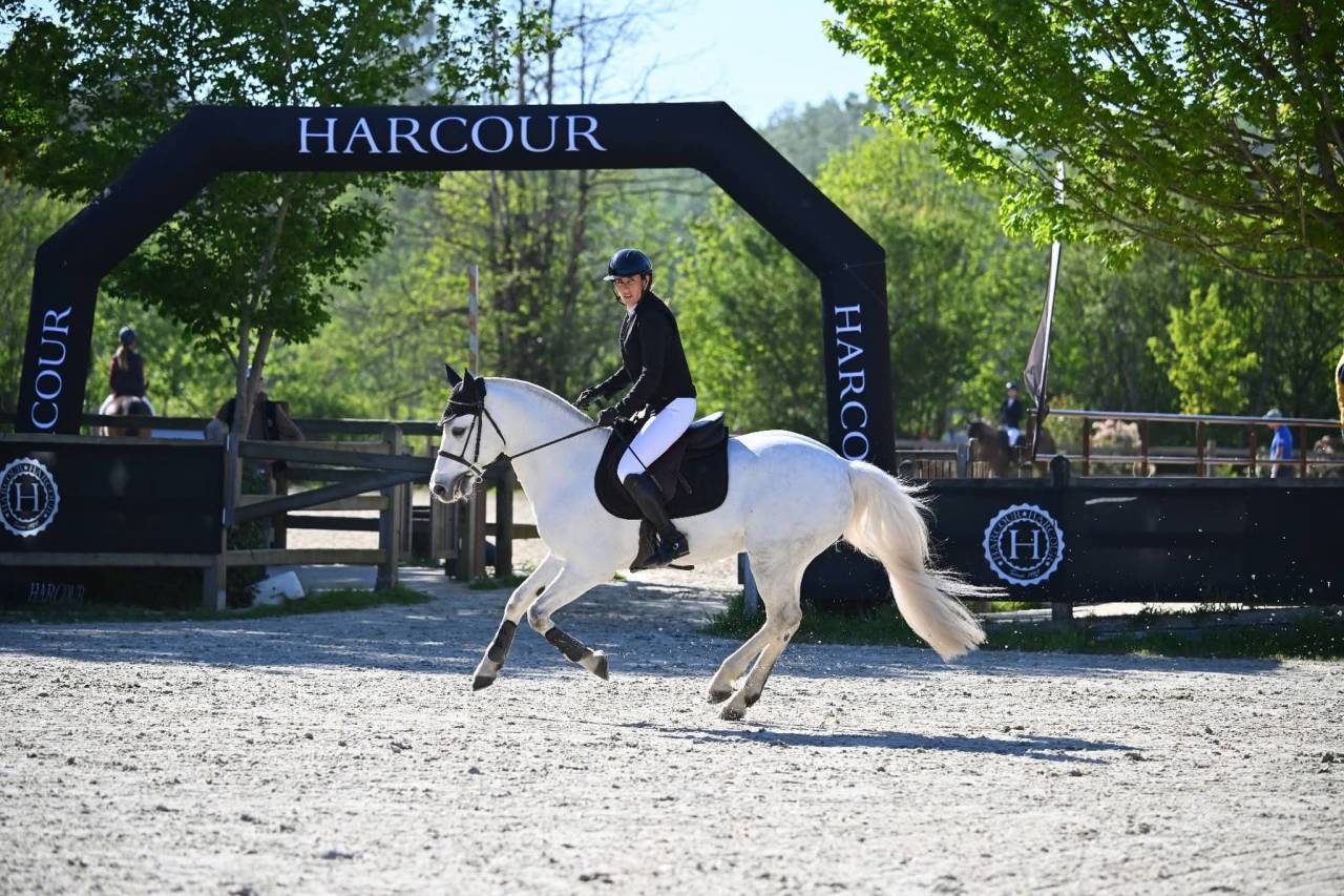 Caballo castrado Connemara En venta 2017 Tordo por DEXTER LEAM PONDI