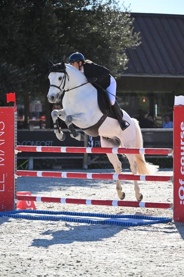 Caballo castrado Connemara En venta 2017 Tordo por DEXTER LEAM PONDI