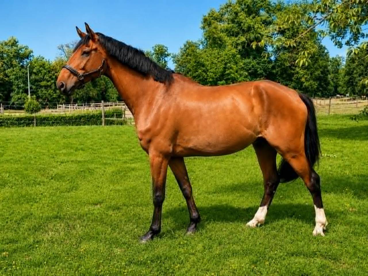 Caballo castrado Silla Franc&eacute;s En venta 2017 Bayo