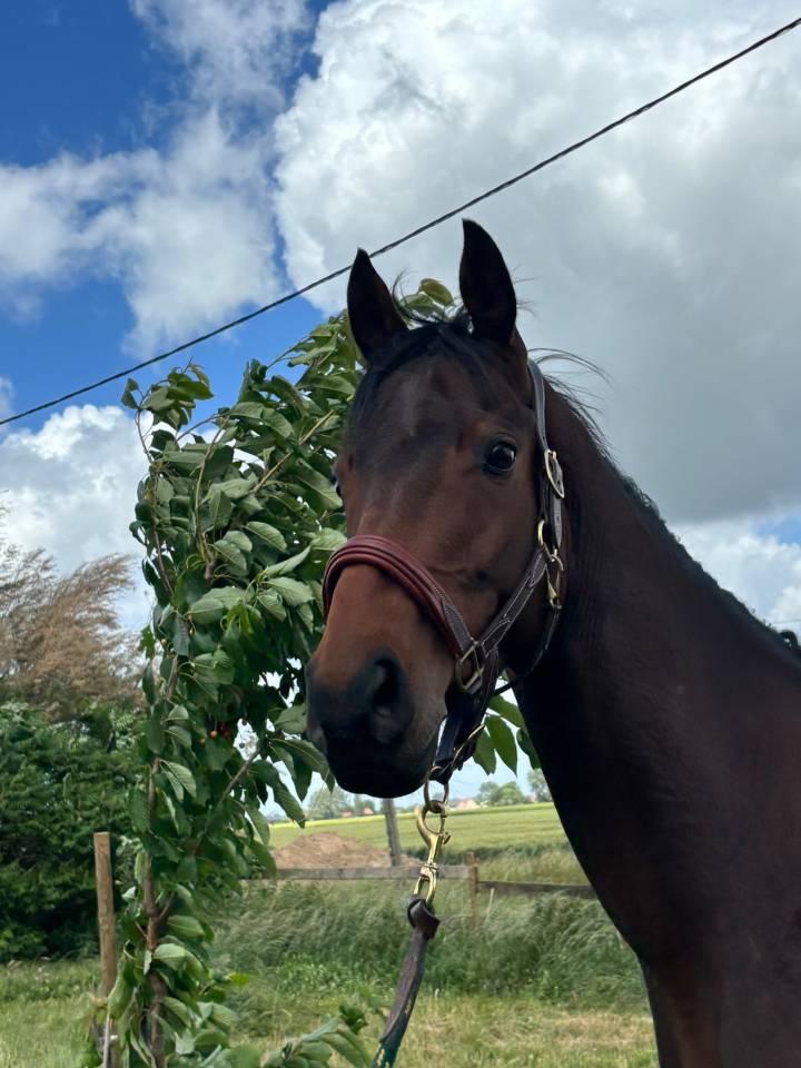 Caballo castrado Pura Sangre En venta 2021 Bayo moreno