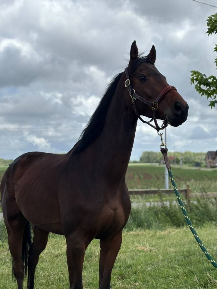Caballo castrado Pura Sangre En venta 2021 Bayo moreno