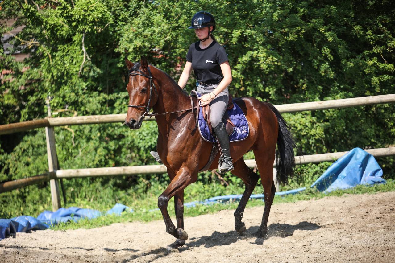 Caballo castrado Pura Sangre En venta 2021 Bayo moreno