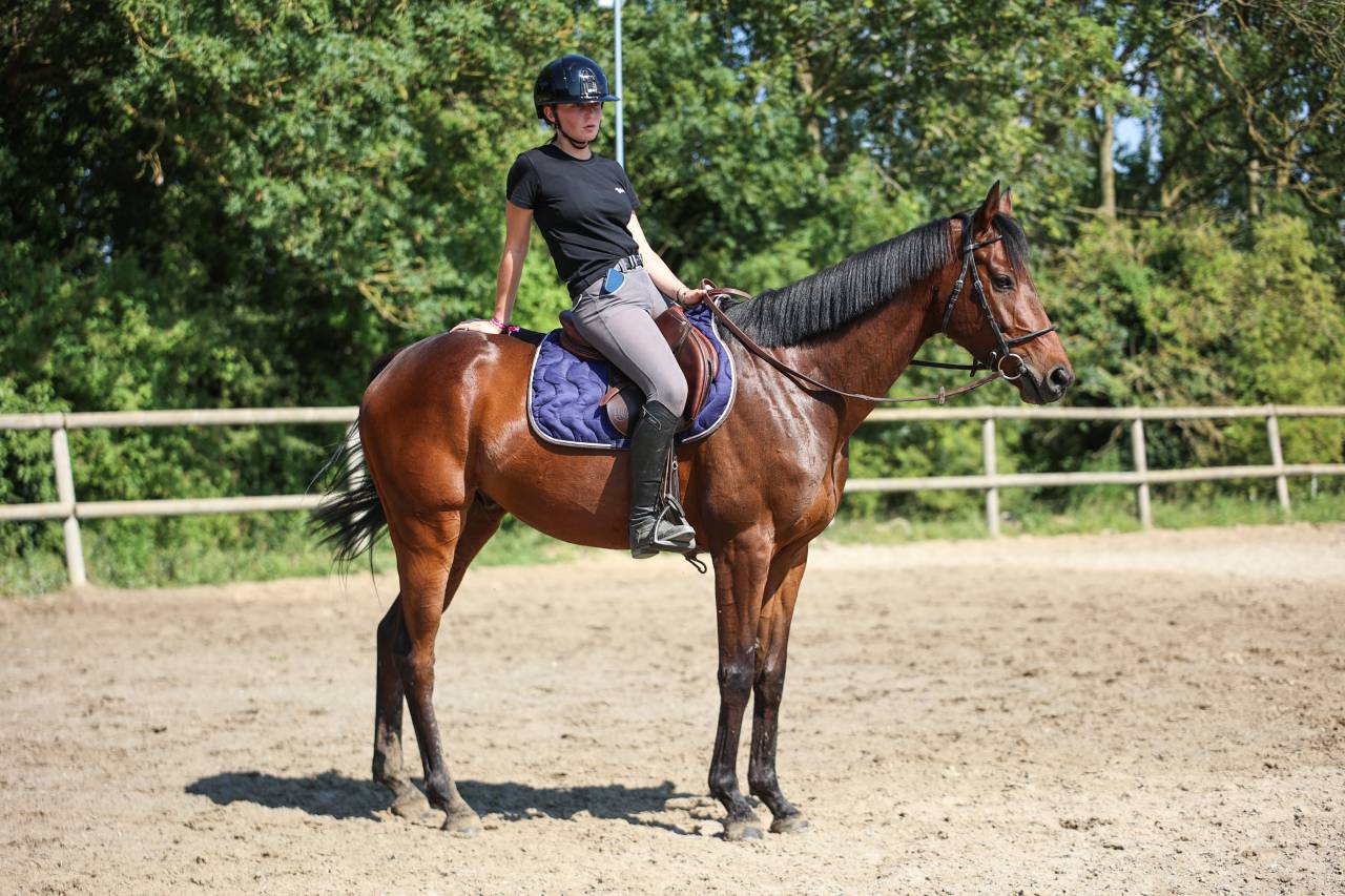 Caballo castrado Pura Sangre En venta 2021 Bayo moreno