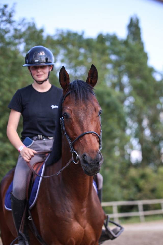 Caballo castrado Pura Sangre En venta 2021 Bayo moreno