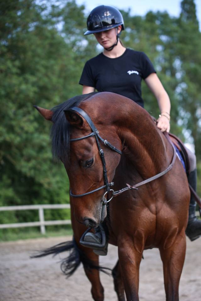 Caballo castrado Pura Sangre En venta 2021 Bayo moreno
