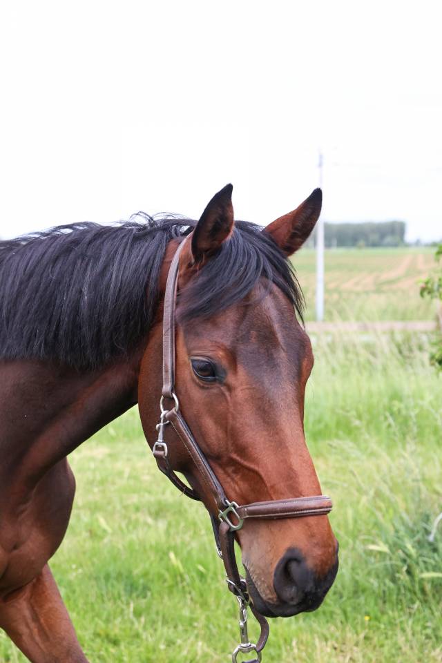 Caballo castrado Pura Sangre En venta 2021 Bayo moreno
