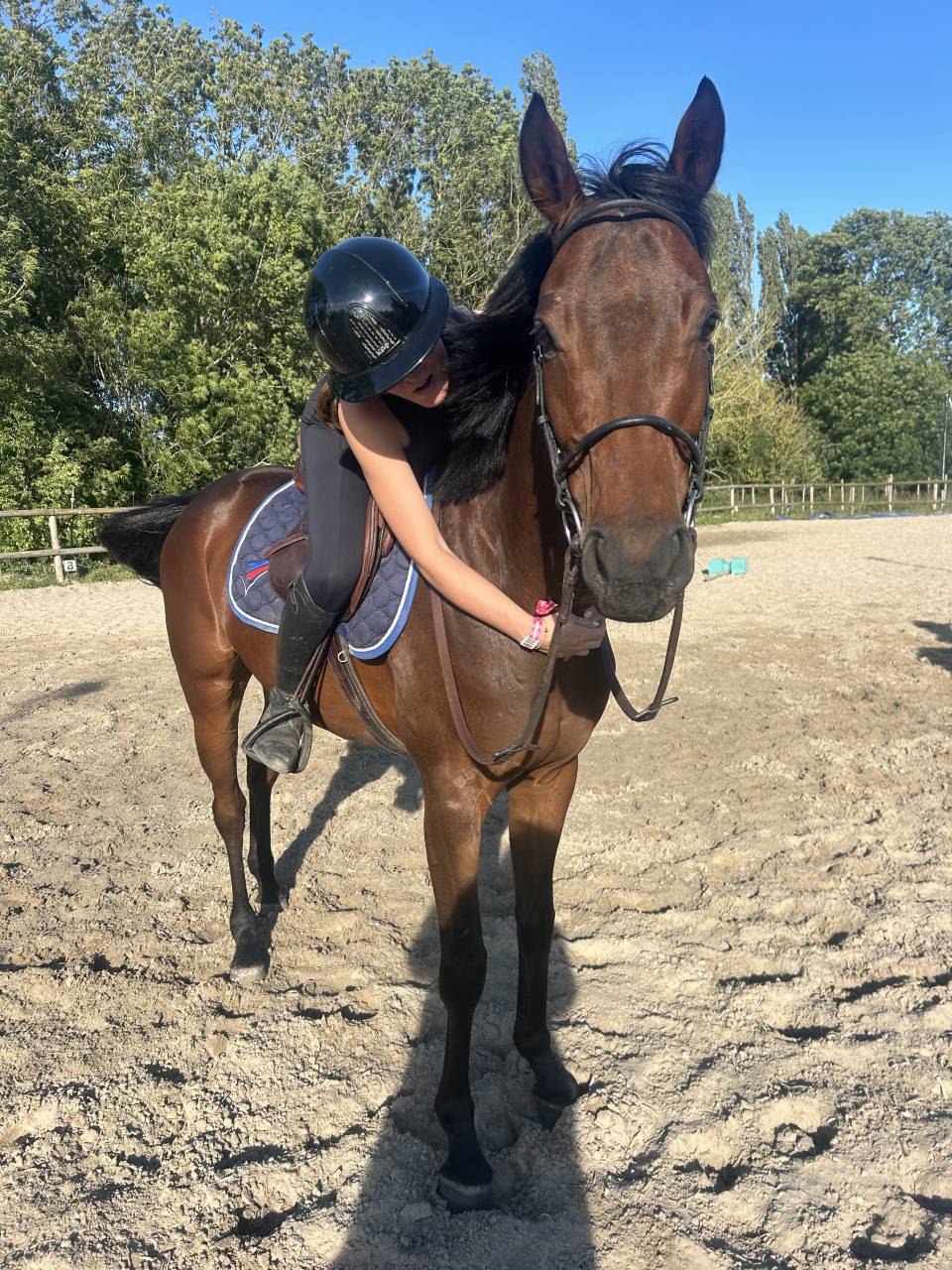 Caballo castrado Pura Sangre En venta 2021 Bayo moreno