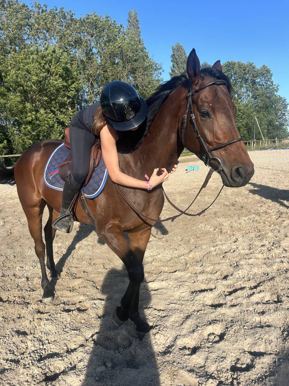 Caballo castrado Pura Sangre En venta 2021 Bayo moreno