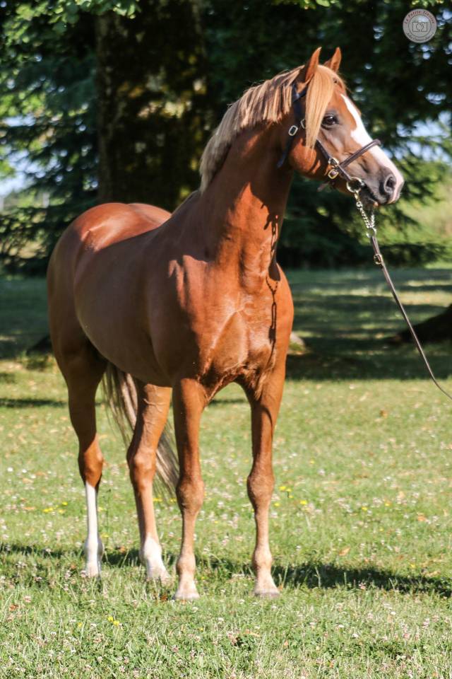 Potranca Welsh Poni (Secci&oacute;n B) En venta 2025 Alaz&aacute;n por EYARTH ANOKI