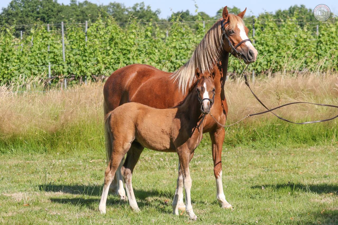 Potranca Welsh Poni (Secci&oacute;n B) En venta 2025 Alaz&aacute;n por EYARTH ANOKI