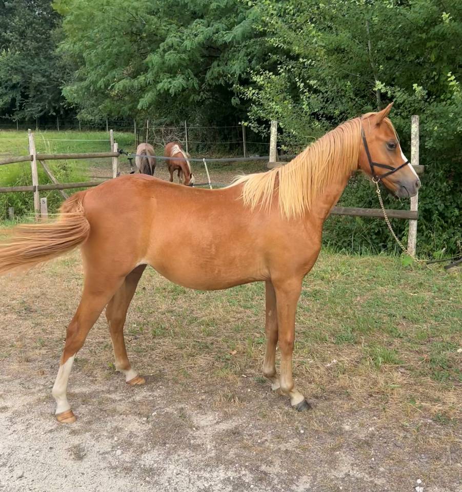 Potranca Welsh Poni (Secci&oacute;n B) En venta 2025 Alaz&aacute;n por EYARTH ANOKI