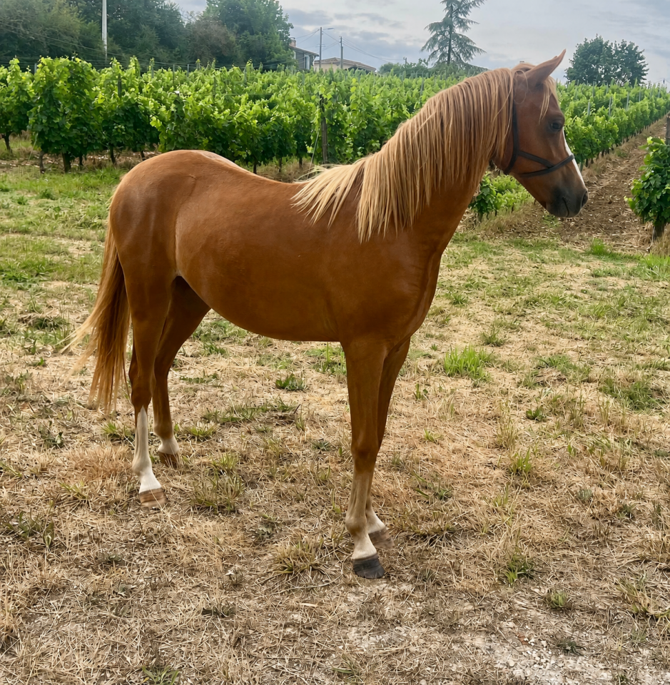 Potranca Welsh Poni (Secci&oacute;n B) En venta 2025 Alaz&aacute;n por EYARTH ANOKI