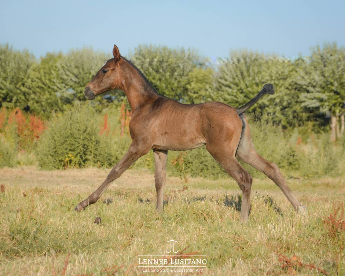 Potranca Lusitano En venta 2026 Negro por Onyx des Ocres