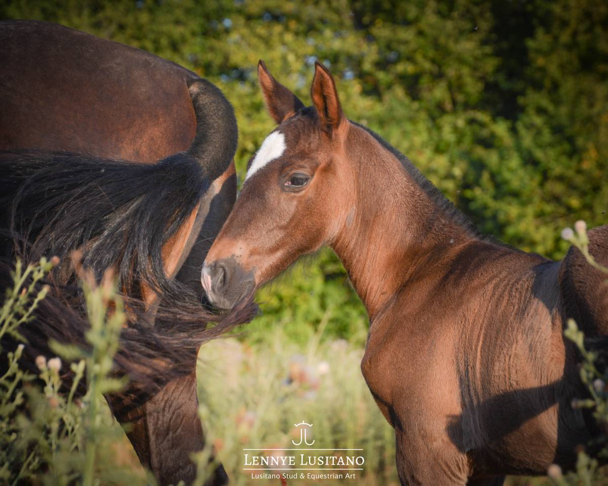 Potranca Lusitano En venta 2026 Negro por Onyx des Ocres