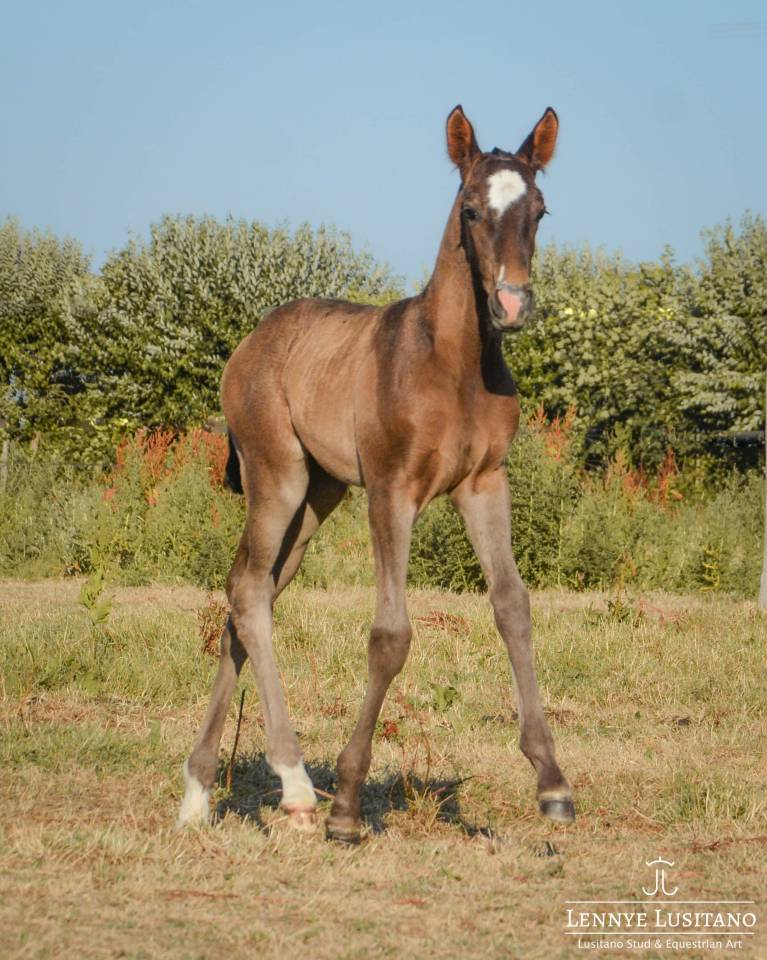 Potranca Lusitano En venta 2026 Negro por Onyx des Ocres
