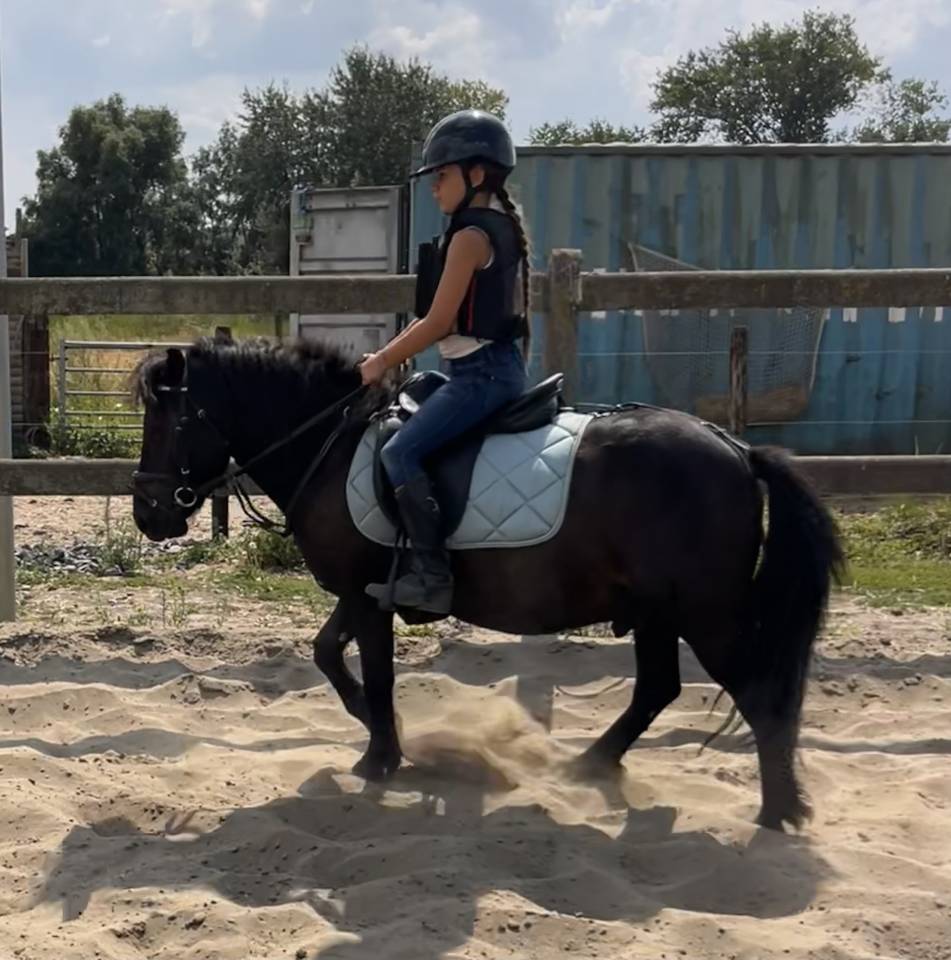 Caballo castrado Shetland En venta 2022 Negro