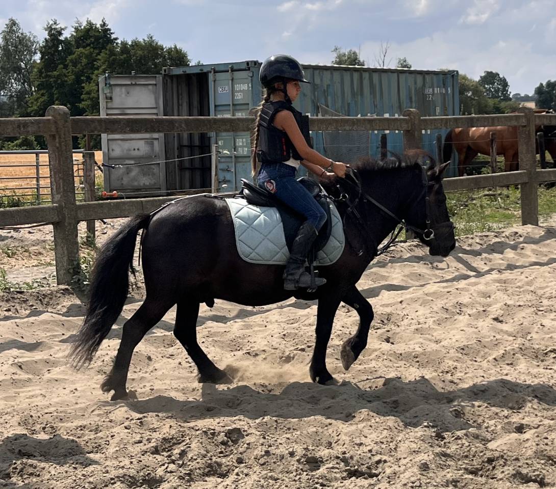 Caballo castrado Shetland En venta 2022 Negro