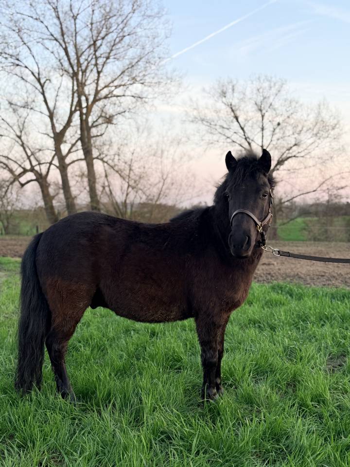 Caballo castrado Shetland En venta 2022 Negro