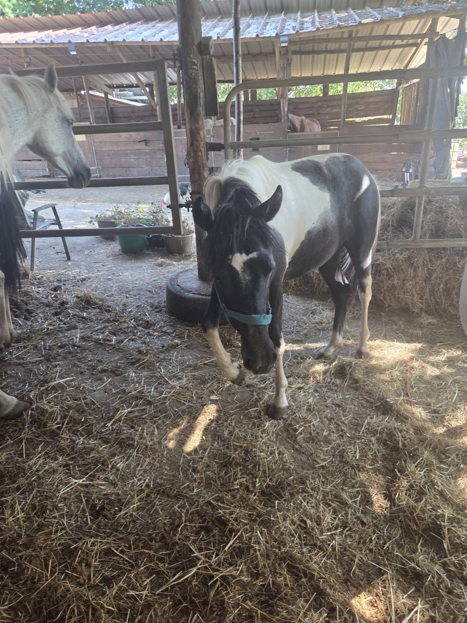 Caballo entero Origine Constat&eacute;e En venta 2025 P&iacute;o