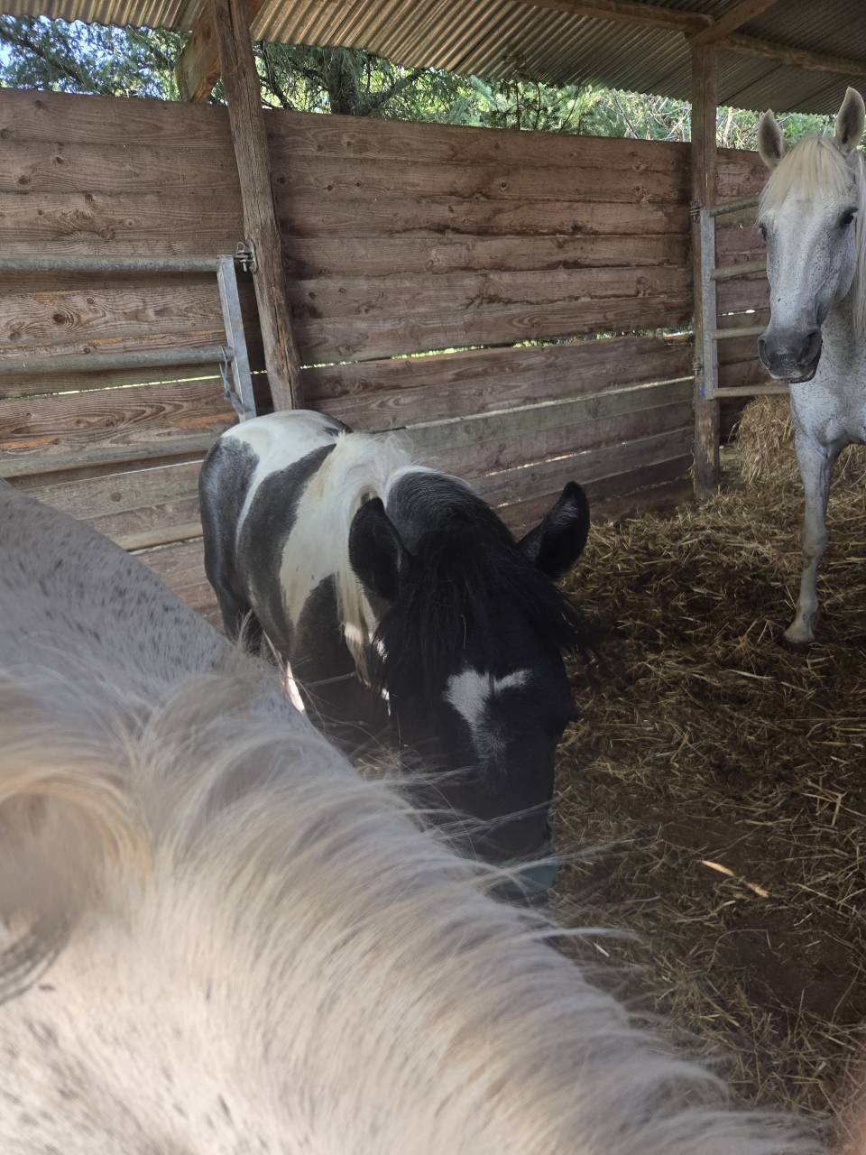 Caballo entero Origine Constat&eacute;e En venta 2025 P&iacute;o