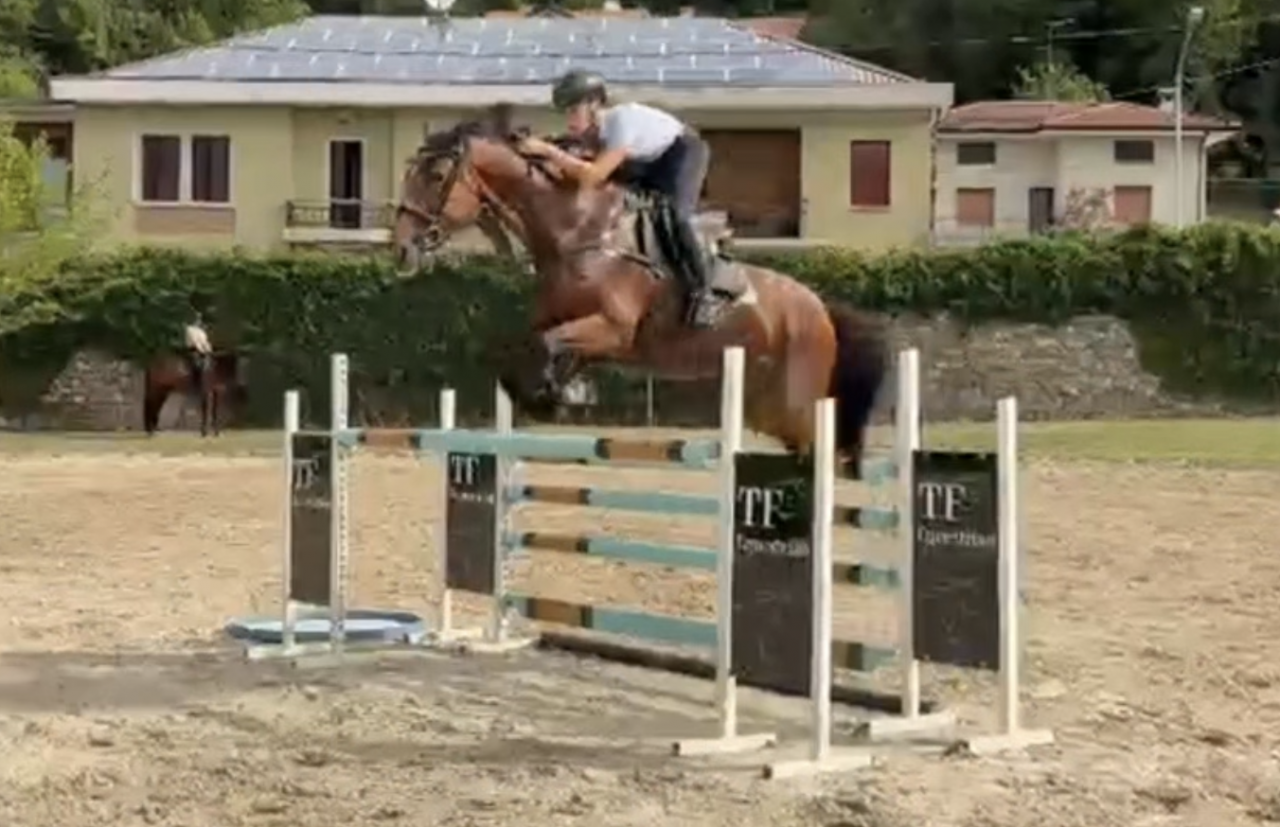 Yegua AES Anglo European Studbook En venta 2015 Bayo por Sea Coast Don't Touch Tiji Hero