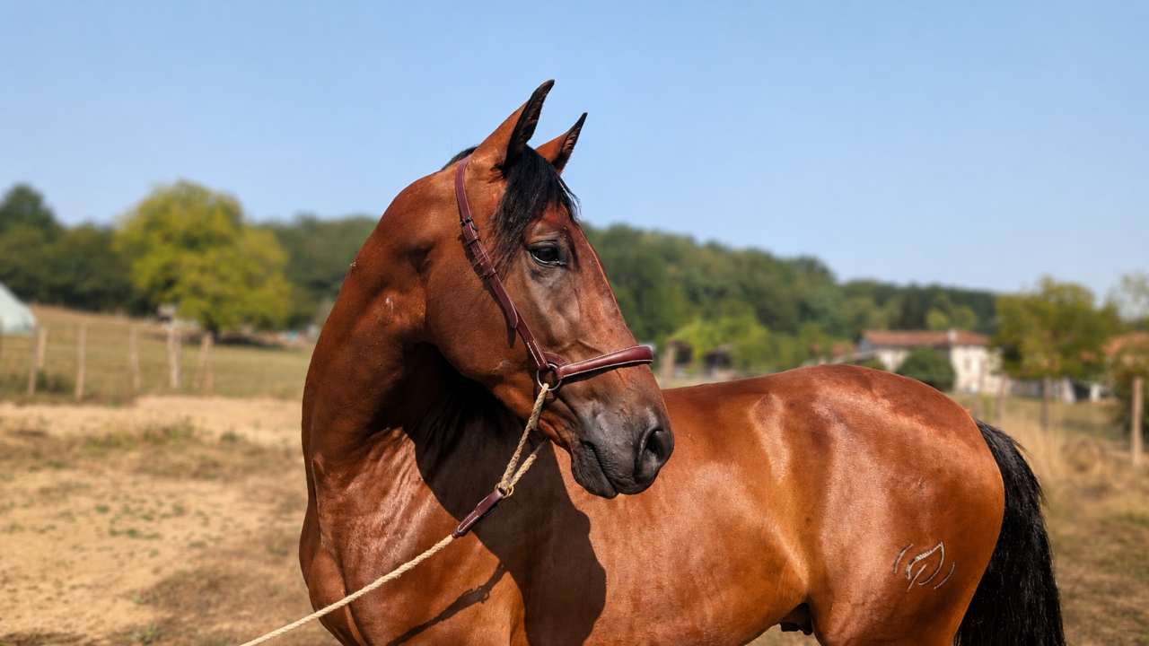 Caballo castrado PRE Pura Raza Espa&ntilde;ola En venta 2023 Bayo