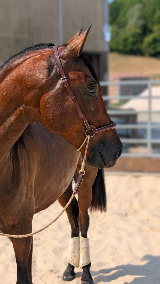 Caballo castrado PRE Pura Raza Espa&ntilde;ola En venta 2023 Bayo