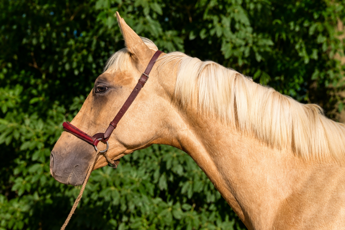 Potro PRE Pura Raza Espa&ntilde;ola En venta 2025 Palomino por ADAGIO CALLER