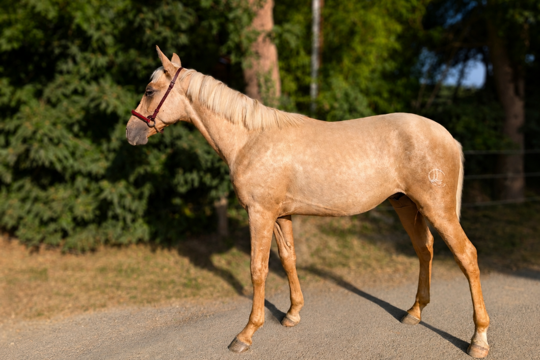 Potro PRE Pura Raza Espa&ntilde;ola En venta 2025 Palomino por ADAGIO CALLER