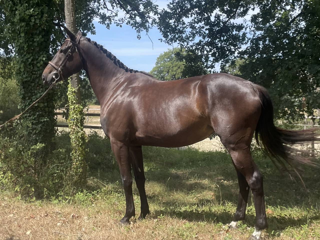 Yegua Silla Franc&eacute;s En venta 2022 Negro por HEROE DE CAFENY