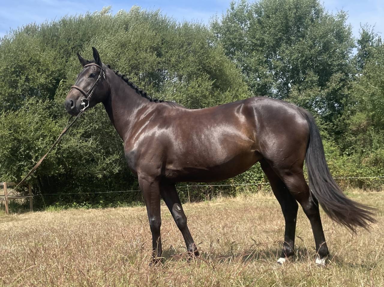 Yegua Silla Franc&eacute;s En venta 2022 Negro por HEROE DE CAFENY