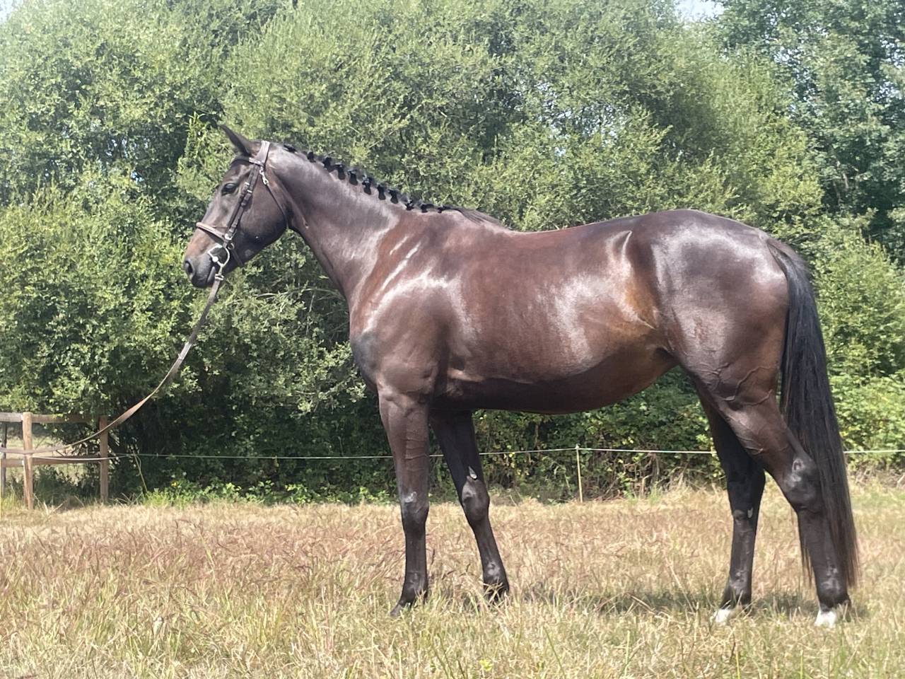 Yegua Silla Franc&eacute;s En venta 2022 Negro por HEROE DE CAFENY