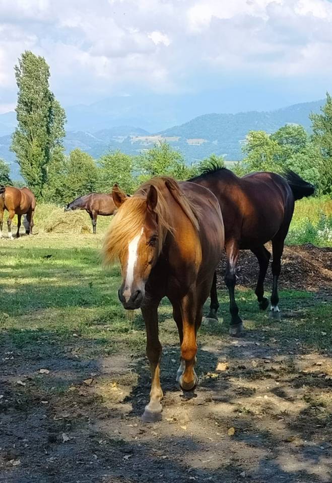 Caballo castrado Origen No Constatado En venta 2020 Alaz&aacute;n
