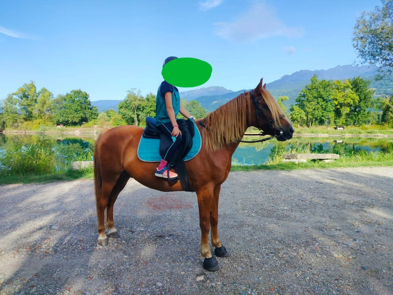 Caballo castrado Origen No Constatado En venta 2020 Alaz&aacute;n