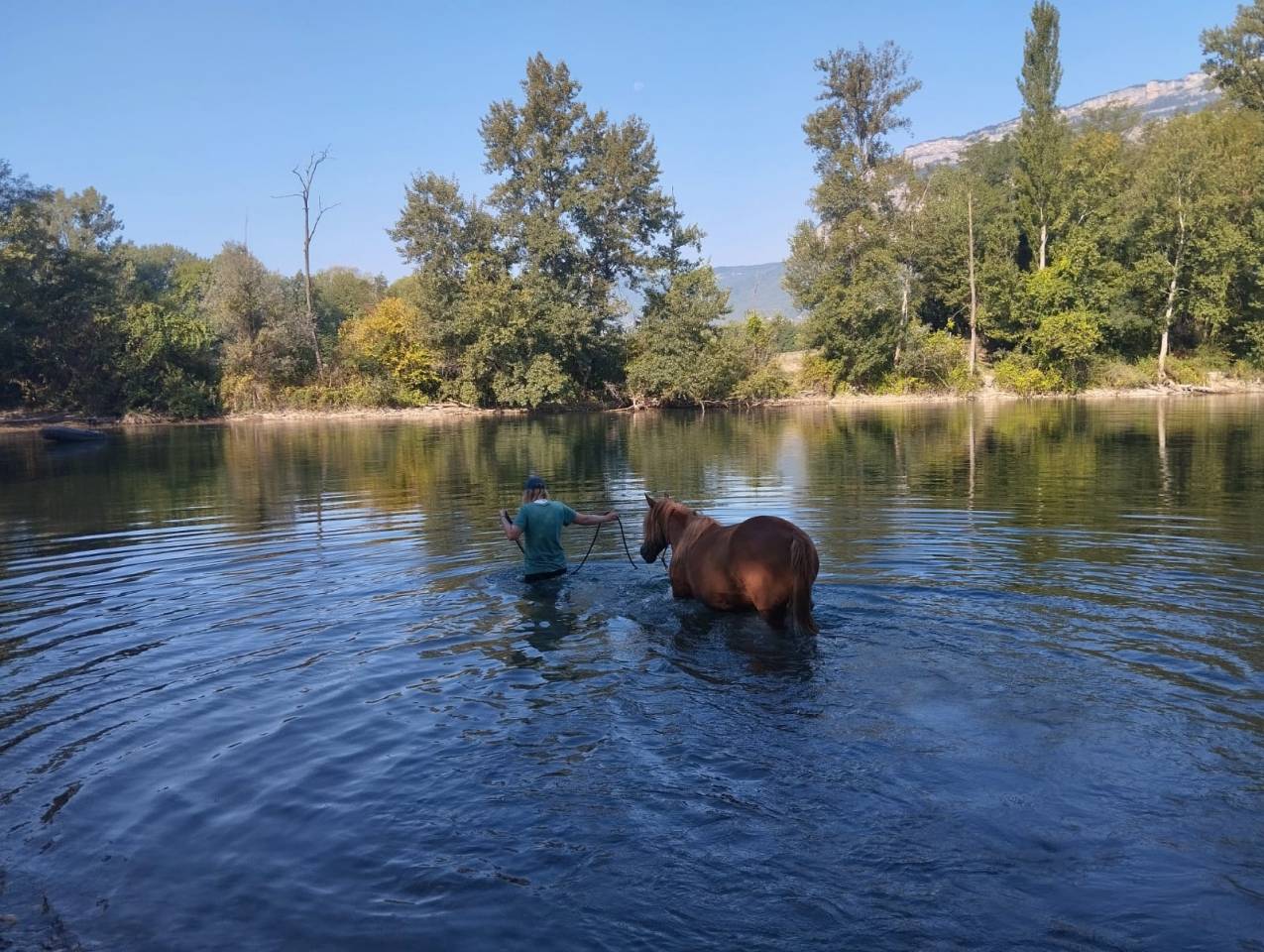 Caballo castrado Origen No Constatado En venta 2020 Alaz&aacute;n
