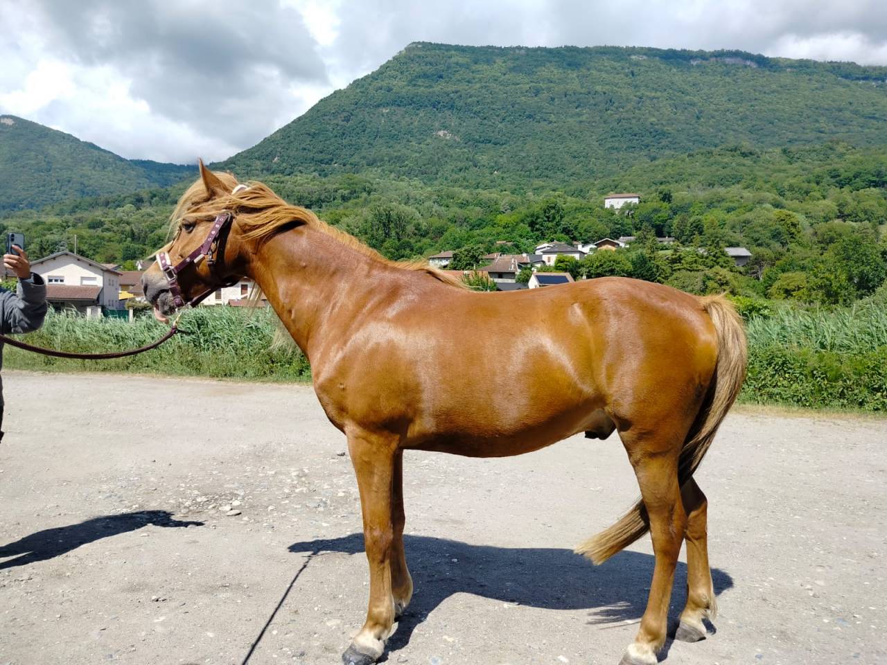 Caballo castrado Origen No Constatado En venta 2020 Alaz&aacute;n
