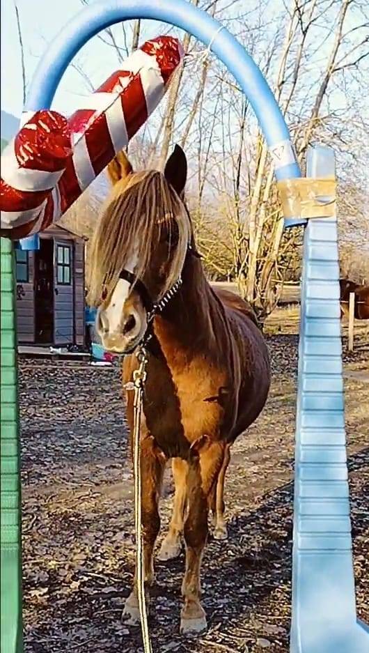 Caballo castrado Origen No Constatado En venta 2020 Alaz&aacute;n
