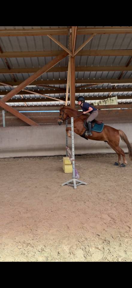 Caballo castrado Origen No Constatado En venta 2020 Alaz&aacute;n