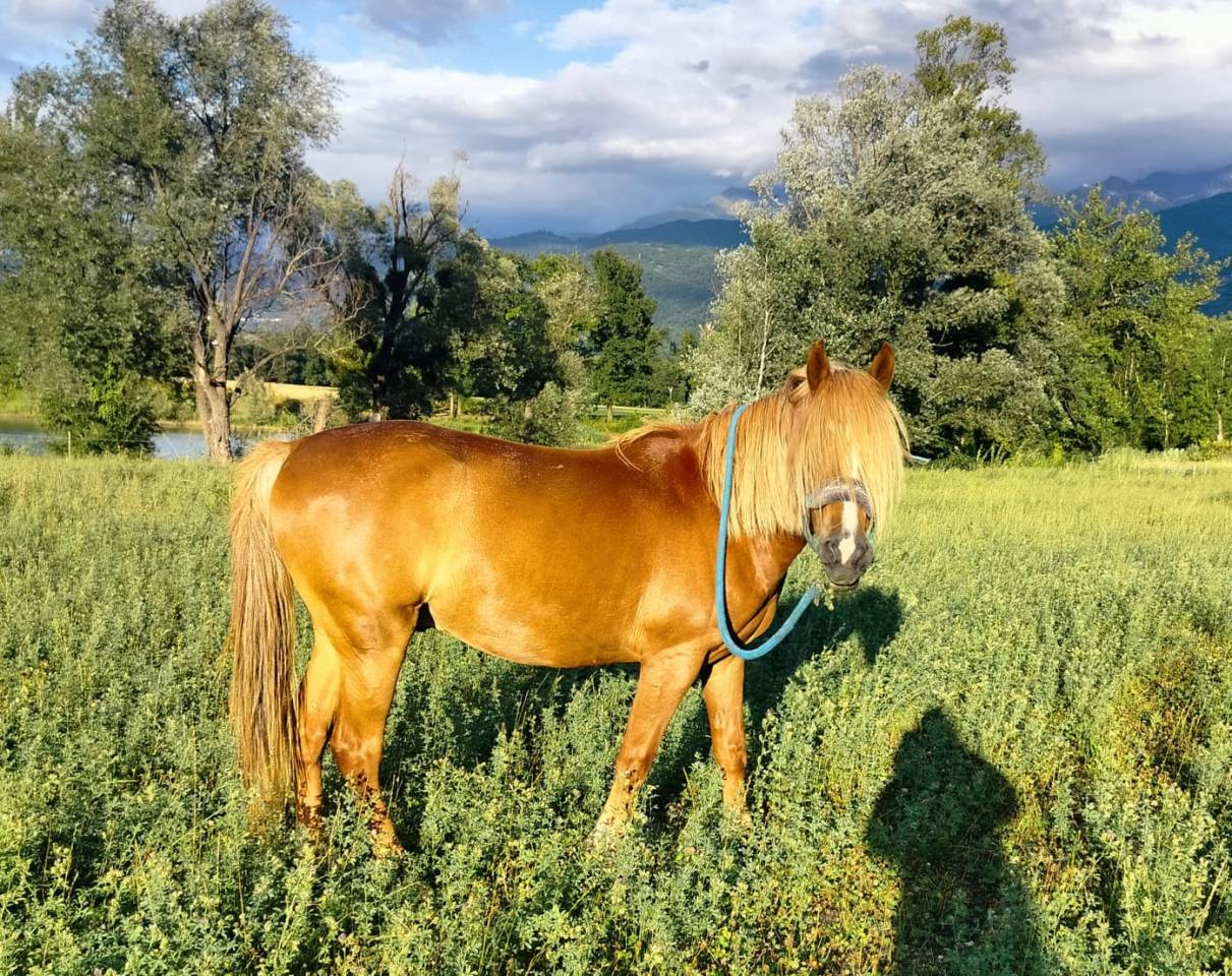 Caballo castrado Origen No Constatado En venta 2020 Alaz&aacute;n